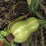 Cucurbita pepo ഫലം