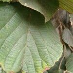 Alchornea glandulosa Leaf