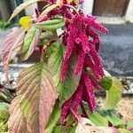 Amaranthus caudatus Blüte