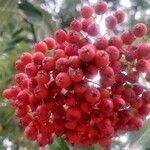 Sorbus aucupariaMeyve