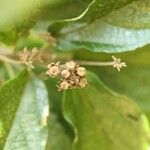 Dombeya punctata Fruto