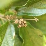 Dombeya punctata Fruit