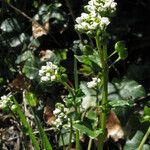 Cochlearia danica Blatt