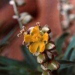 Hibbertia podocarpifolia Цветок