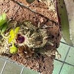 Haraella retrocalla Flor