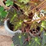 Begonia heracleifolia 叶