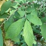 Vaccinium stamineum Leaf