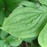 Cornus canadensis Folla