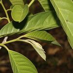 Annona reticulata Leaf