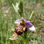 Ophrys × minuticauda Flower