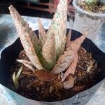 Aloe rauhii List