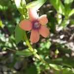 Lysimachia arvensisFlower