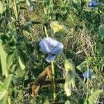 Crotalaria polysperma Flor