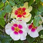 Rosa laevigata Flower