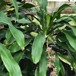 Dracaena fragrans Leaf