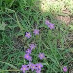 Spergula purpurea Blomst