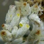 Pseudognaphalium microcephalum Flower