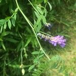 Vicia americana Fuelha