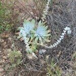 Dudleya pulverulenta Leaf