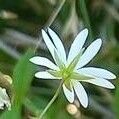 Stellaria graminea Fula