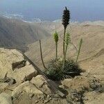 Puya alpestris Natur