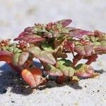 Amaranthus pumilus Облик