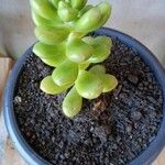 Sedum lucidumКвітка