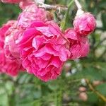 Rosa damascena Flower