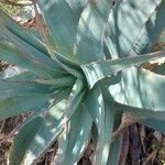 Aloe striata Blatt
