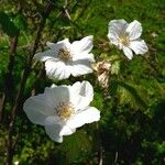 Rubus deliciosus Blomst