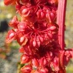 Rumex bucephalophorus Vili