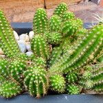 Chamaecereus silvestrii Συνήθη χαρακτηριστικά