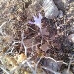 Colchicum filifolium Nyingine