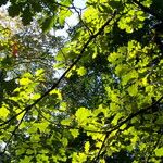 Quercus × rosacea Hoja