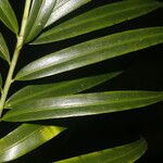 Podocarpus guatemalensis برگ