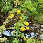 Acacia nilotica Цвят