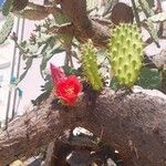 Opuntia tomentosaFlower