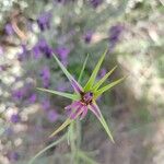 Tragopogon porrifolius Kvet