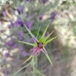 Tragopogon porrifolius 花