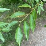 Ulmus pumila 葉