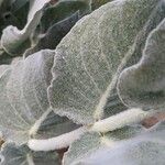 Asclepias californica Leaf