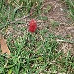 Acalypha herzogiana Květ