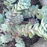 Sedum spathulifolium 形态