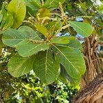 Terminalia catappa Blomst