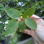 Amelanchier canadensisHoja