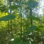 Paulownia tomentosa (Thunb.) Steud.Vekstform