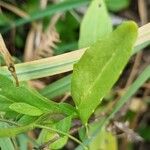 Mummenhoffia alliacea Blad