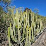 Euphorbia canariensis Plante entière
