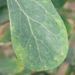 Acacia mellifera Leaf