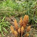 Orobanche rapum-genistae Flor